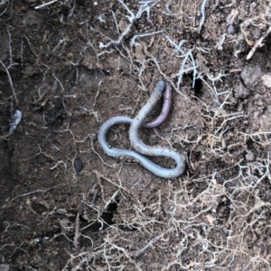 Aprasia parapulchella at Molonglo River Reserve - 13 Apr 2020