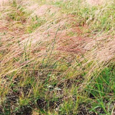 Tripogonella loliiformis (Five Minute Grass, Rye Beetle-Grass) at Hackett, ACT - 14 Apr 2020 by RWPurdie