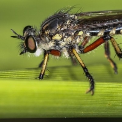 Thereutria amaraca (Spine-legged Robber Fly) at Dunlop, ACT - 30 Jan 2013 by Bron