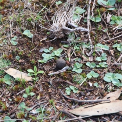 Pterostylidinae (greenhood alliance) (A Greenhood) at Hackett, ACT - 5 Apr 2020 by petersan