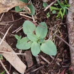 Pterostylidinae (greenhood alliance) at Hackett, ACT - 6 Apr 2020