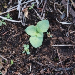 Diplodium sp. (A Greenhood) at P11 - 6 Apr 2020 by petersan
