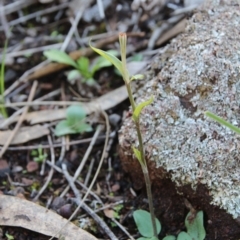 Diplodium sp. at Hackett, ACT - 6 Apr 2020