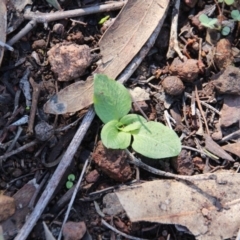 Pterostylidinae (greenhood alliance) (A Greenhood) at P11 - 6 Apr 2020 by petersan