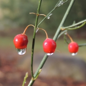 Asparagus officinalis at Tharwa, ACT - 16 Feb 2020