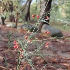 Asparagus officinalis at Tharwa, ACT - 16 Feb 2020