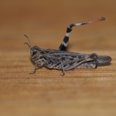 Austroicetes pusilla (Grasshopper, Locust) at Wamboin, NSW - 21 Jan 2020 by natureguy