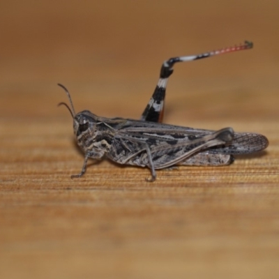 Austroicetes pusilla (Grasshopper, Locust) at Wamboin, NSW - 21 Jan 2020 by natureguy