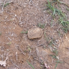 Chelodina longicollis (Eastern Long-necked Turtle) at Hume, ACT - 8 Apr 2020 by MichaelMulvaney