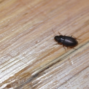 Harpalinae (subfamily) at Wamboin, NSW - 21 Mar 2020 01:42 PM