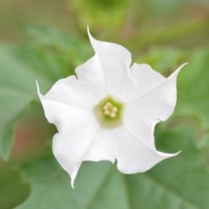 Datura stramonium at Wamboin, NSW - 26 Mar 2020 01:58 PM