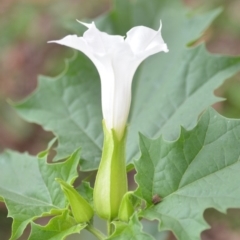 Datura stramonium at Wamboin, NSW - 26 Mar 2020 01:58 PM