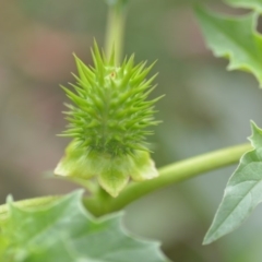 Datura stramonium at Wamboin, NSW - 26 Mar 2020