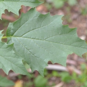 Datura stramonium at Wamboin, NSW - 26 Mar 2020 01:58 PM