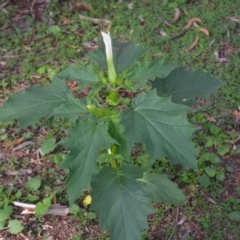 Datura stramonium at Wamboin, NSW - 26 Mar 2020