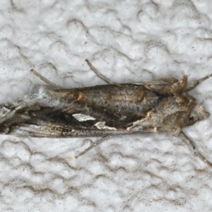 Chrysodeixis argentifera at Ainslie, ACT - 14 Apr 2020