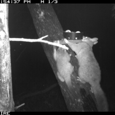 Trichosurus vulpecula (Common Brushtail Possum) at Berringer Lake, NSW - 6 Apr 2020 by simon.slater