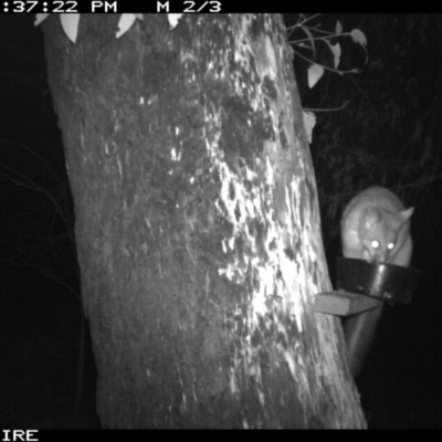 Trichosurus vulpecula (Common Brushtail Possum) at Manyana, NSW - 6 Apr 2020 by simon.slater