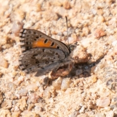 Lucia limbaria (Chequered Copper) at Stromlo, ACT - 15 Apr 2020 by SWishart