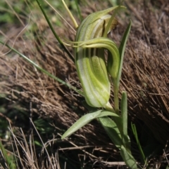 Diplodium truncatum (Little Dumpies, Brittle Greenhood) at MTR591 at Gundaroo - 15 Apr 2020 by MaartjeSevenster