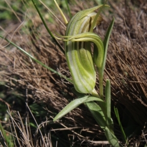 Diplodium truncatum at Gundaroo, NSW - suppressed