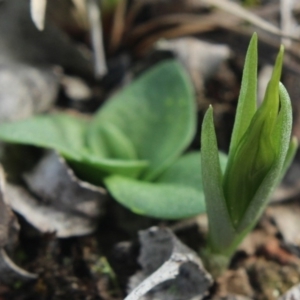 Diplodium truncatum at Gundaroo, NSW - suppressed