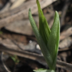 Diplodium truncatum at Gundaroo, NSW - suppressed