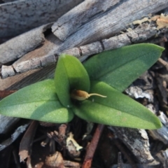 Diplodium truncatum (Little Dumpies, Brittle Greenhood) at MTR591 at Gundaroo - 15 Apr 2020 by MaartjeSevenster