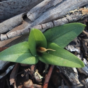 Diplodium truncatum at Gundaroo, NSW - suppressed