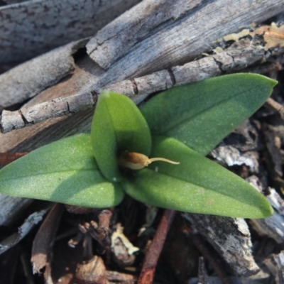 Diplodium truncatum (Little Dumpies, Brittle Greenhood) at Gundaroo, NSW - 15 Apr 2020 by MaartjeSevenster