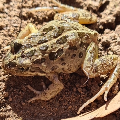 Limnodynastes tasmaniensis (Spotted Grass Frog) at Crace, ACT - 15 Apr 2020 by AaronClausen