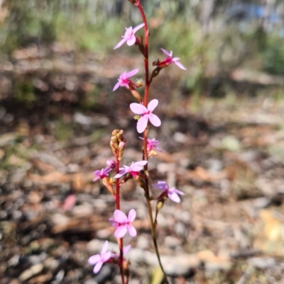 Stylidium graminifolium (grass triggerplant) at Crace, ACT - 15 Apr 2020 by AaronClausen