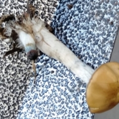 Psilocybe sp. (Psilocybe) at Harrison, ACT by Alright