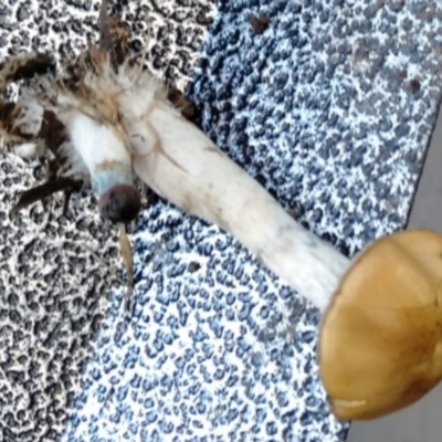 Psilocybe sp. (Psilocybe) at Harrison, ACT by Alright