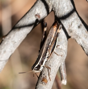 Macrotona australis at Coree, ACT - 15 Apr 2020 10:53 AM