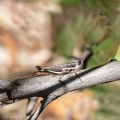 Macrotona australis at Coree, ACT - 15 Apr 2020 10:53 AM