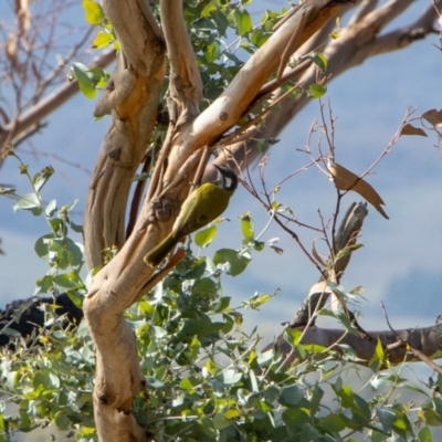 Nesoptilotis leucotis (White-eared Honeyeater) at Bumbalong, NSW - 13 Apr 2020 by Ad