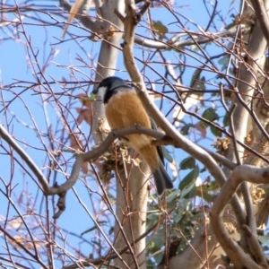 Pachycephala rufiventris at Bumbalong, NSW - 13 Apr 2020