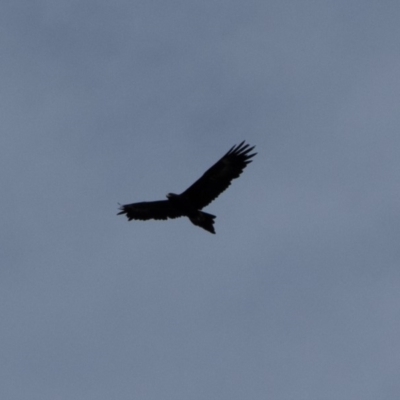 Aquila audax (Wedge-tailed Eagle) at Bumbalong, NSW - 13 Apr 2020 by Adam at Bumbalong