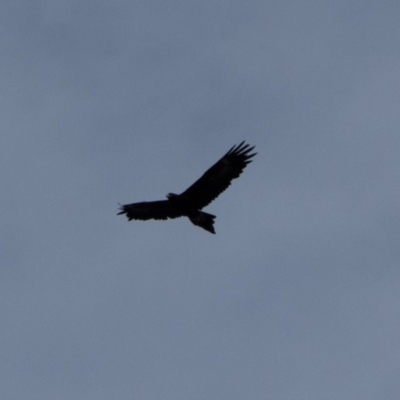 Aquila audax (Wedge-tailed Eagle) at Bumbalong, NSW - 13 Apr 2020 by Ad