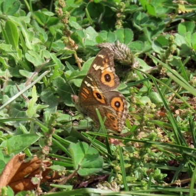 Junonia villida (Meadow Argus) at Macarthur, ACT - 14 Apr 2020 by RodDeb