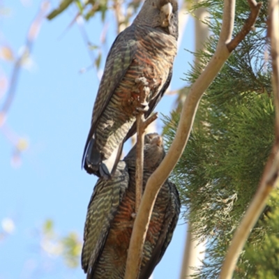 Callocephalon fimbriatum (Gang-gang Cockatoo) at Tennent, ACT - 15 Apr 2020 by rgmccau