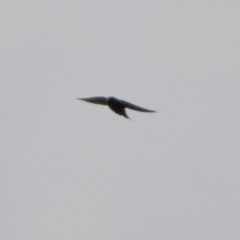 Artamus cyanopterus cyanopterus (Dusky Woodswallow) at Macarthur, ACT - 14 Apr 2020 by RodDeb