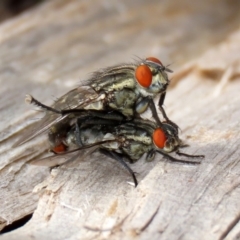 Sarcophagidae sp. (family) (Unidentified flesh fly) at Macarthur, ACT - 14 Apr 2020 by RodDeb