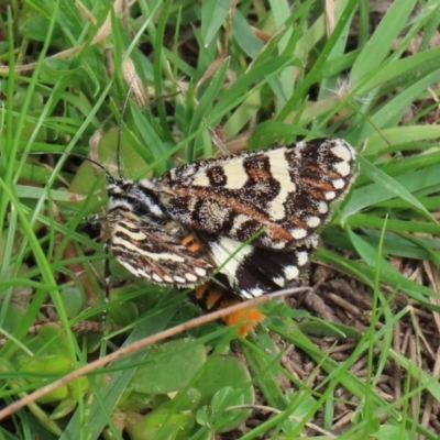 Apina callisto (Pasture Day Moth) at Macarthur, ACT - 14 Apr 2020 by RodDeb