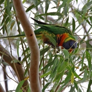 Trichoglossus moluccanus at Macarthur, ACT - 14 Apr 2020