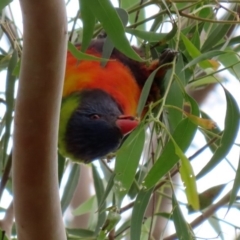 Trichoglossus moluccanus at Macarthur, ACT - 14 Apr 2020