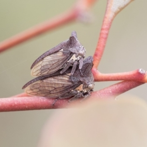 Ceraon sp. (genus) at Dunlop, ACT - 7 Apr 2020