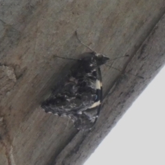 Vanessa itea (Yellow Admiral) at Tuggeranong Hill - 9 Apr 2020 by Owen