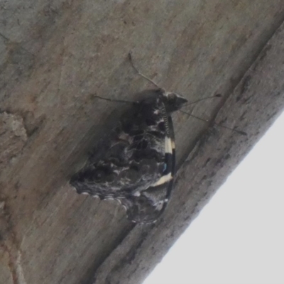 Vanessa itea (Yellow Admiral) at Tuggeranong DC, ACT - 9 Apr 2020 by Owen